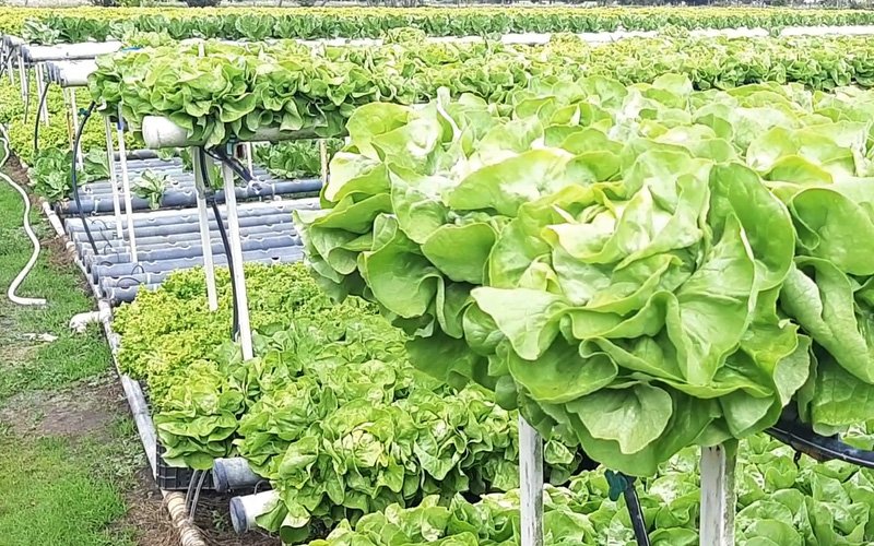 lechuga-mas-semillas